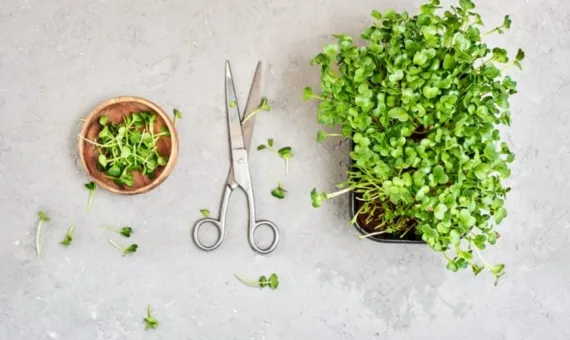 10 0 7 indoor plants: Microgreens
