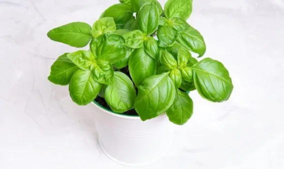 12 0 6 indoor plants: Basil