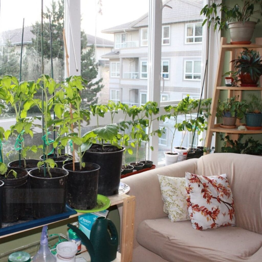 12 Best Indoor Vegetable Plants You Can Grow at Home Now