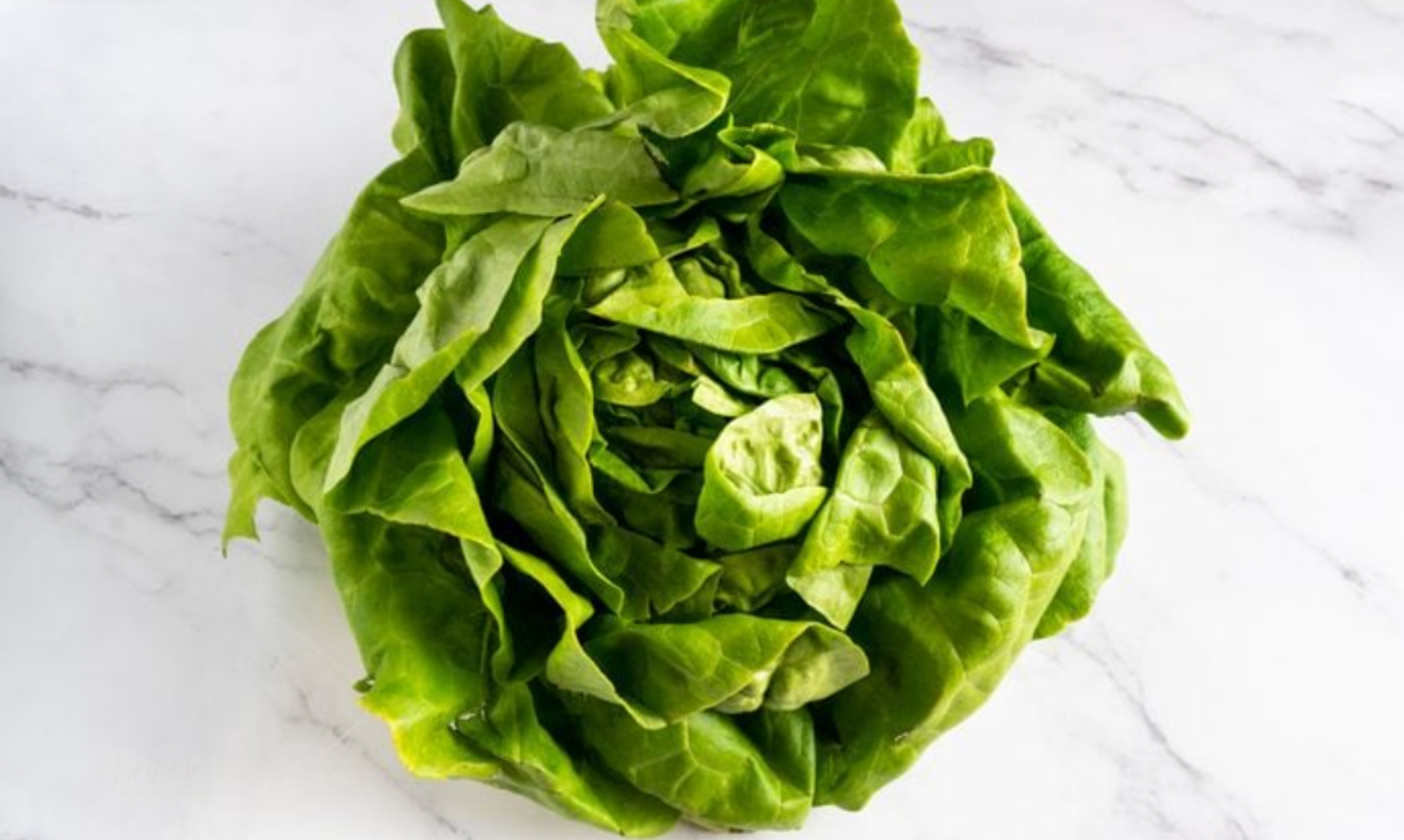 12 Top Vegetable Varieties to Grow Now: Lettuce