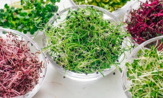 6 0 11 12 Top Vegetable Varieties to Grow Now: Sprouts