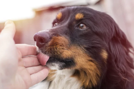 dog body language: Interpreting Your Dog's Emotions Through Their Ears