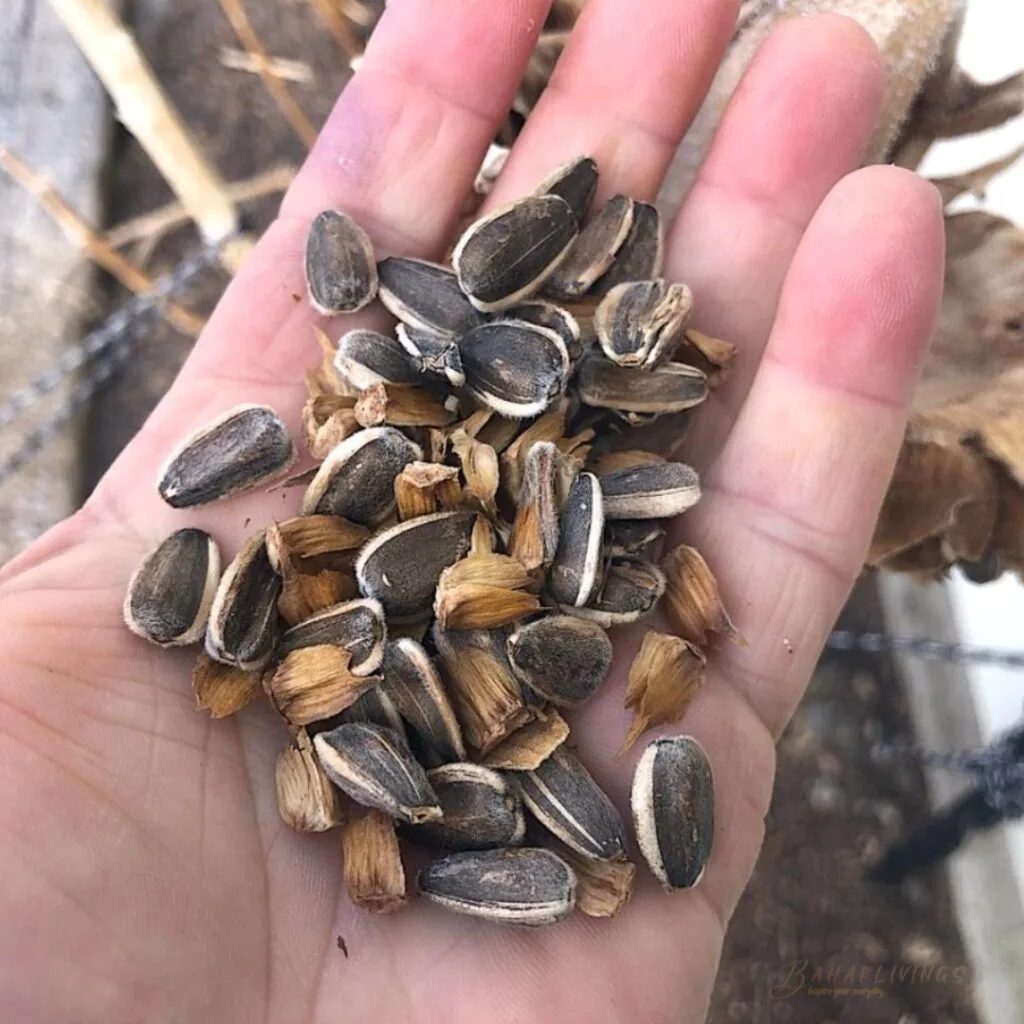 Sunflower Seeds Sunflower Seeds