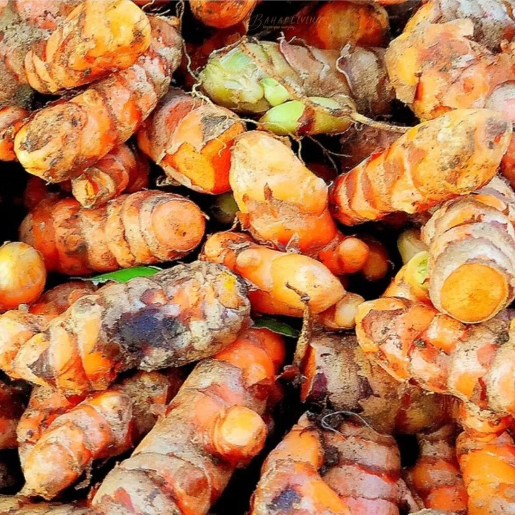 Turmeric A Natural Anti Aging Powerhouse Turmeric A Natural Anti Aging Powerhouse